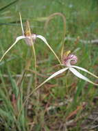 Image of Daddy-long-legs spider orchid