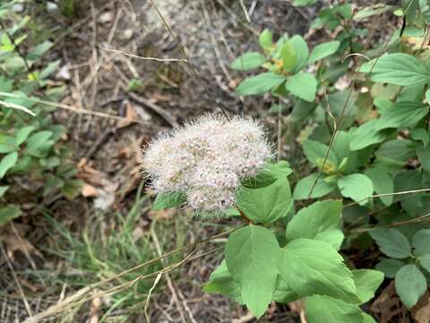 Image of Spiraea corymbosa