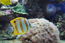 Image of Banded Longsnout Butterflyfish