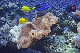 Image of Achilles Tang