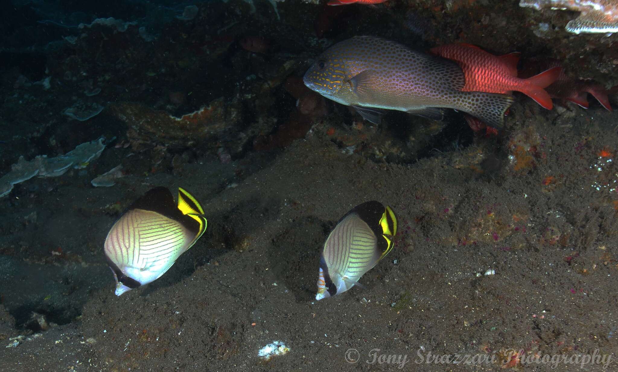 Image of Black-finned Vagabond