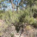 Image of Allocasuarina humilis (Otto & A. Dietr.) L. A. S. Johnson