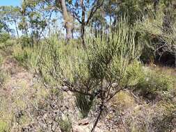 Image of Allocasuarina humilis (Otto & A. Dietr.) L. A. S. Johnson