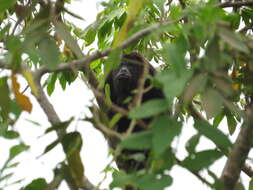 Image of Black Howling Monkey