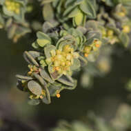 Image of Pimelea serpyllifolia subsp. serpyllifolia