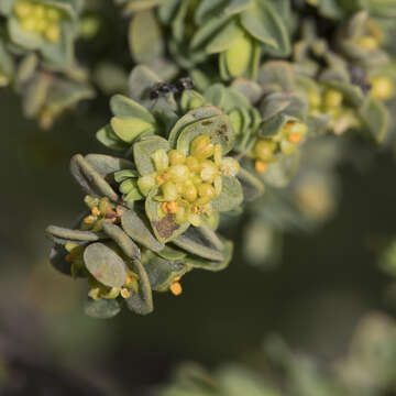 صورة Pimelea serpyllifolia R. Br.