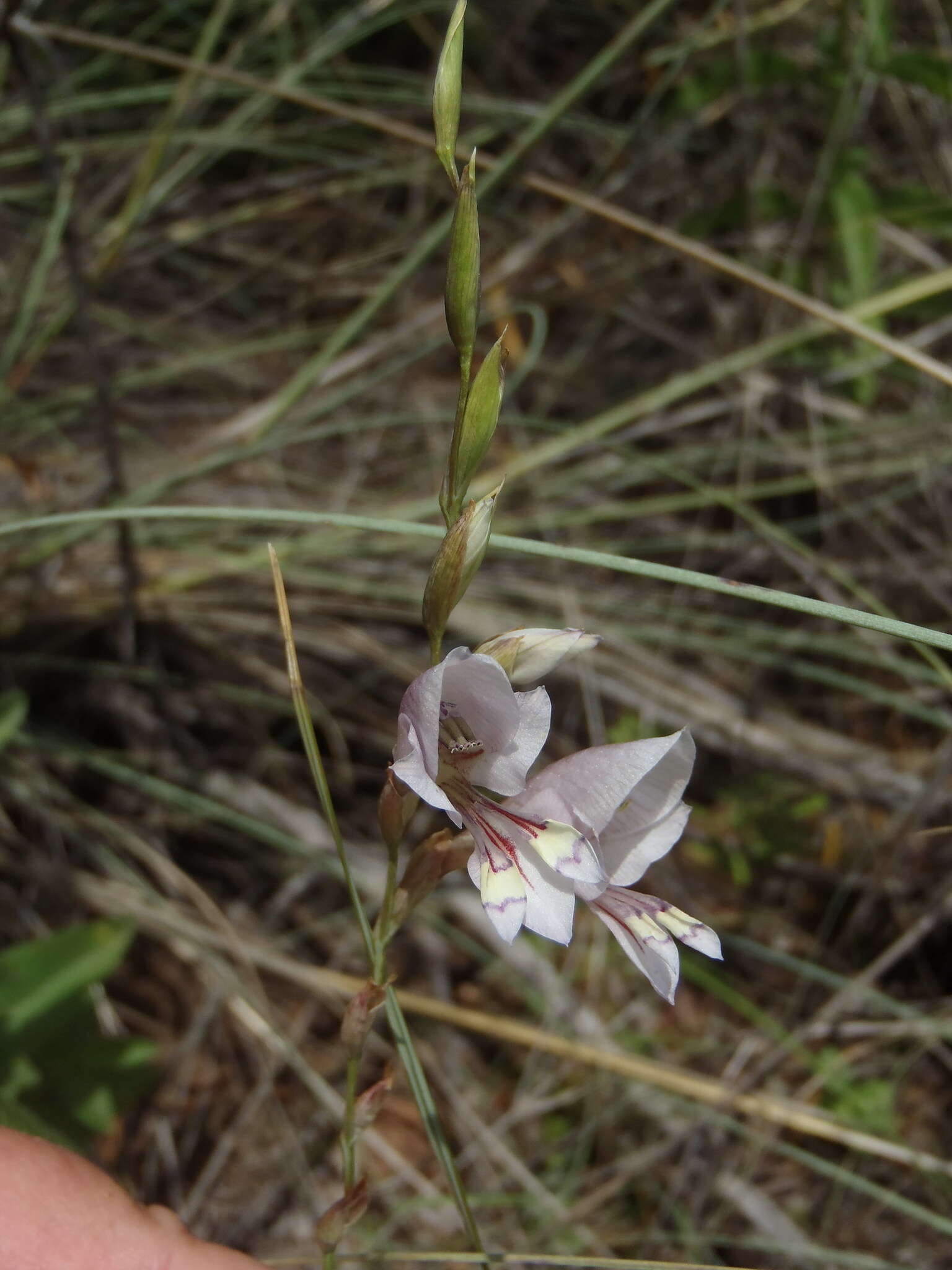 Imagem de Gladiolus pretoriensis Kuntze