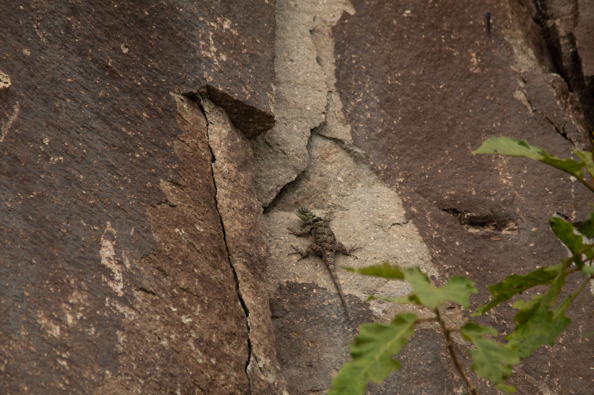 Image of Salvin's Spiny Lizard