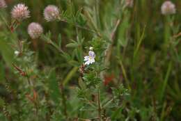 Слика од Euphrasia stricta D. Wolff ex J. F. Lehm.