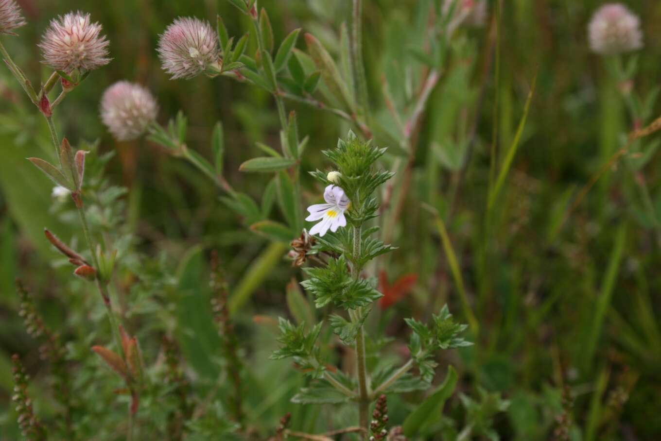 Imagem de Euphrasia stricta D. Wolff ex J. F. Lehm.