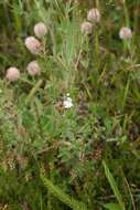 Imagem de Euphrasia stricta D. Wolff ex J. F. Lehm.