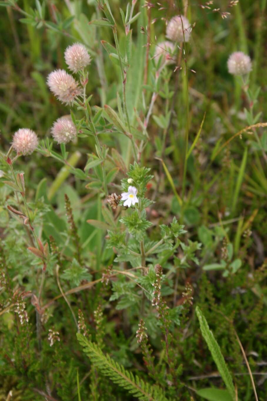 Слика од Euphrasia stricta D. Wolff ex J. F. Lehm.