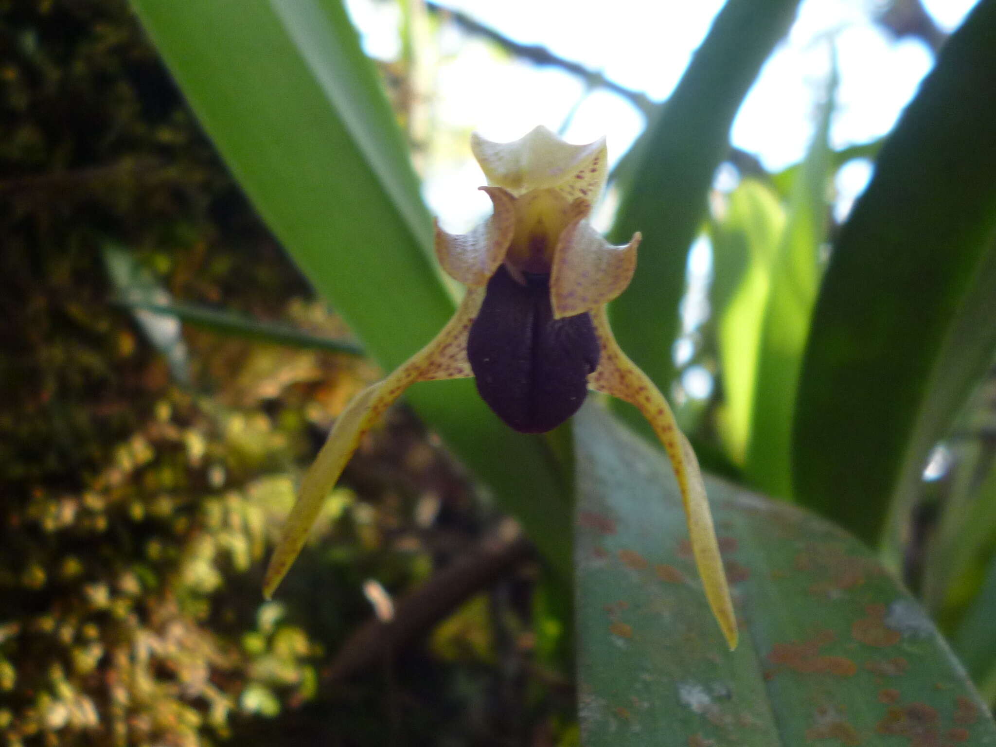 Image of Maxillaria praestans Rchb. fil.