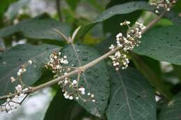 Image of Callicarpa macrophylla Vahl