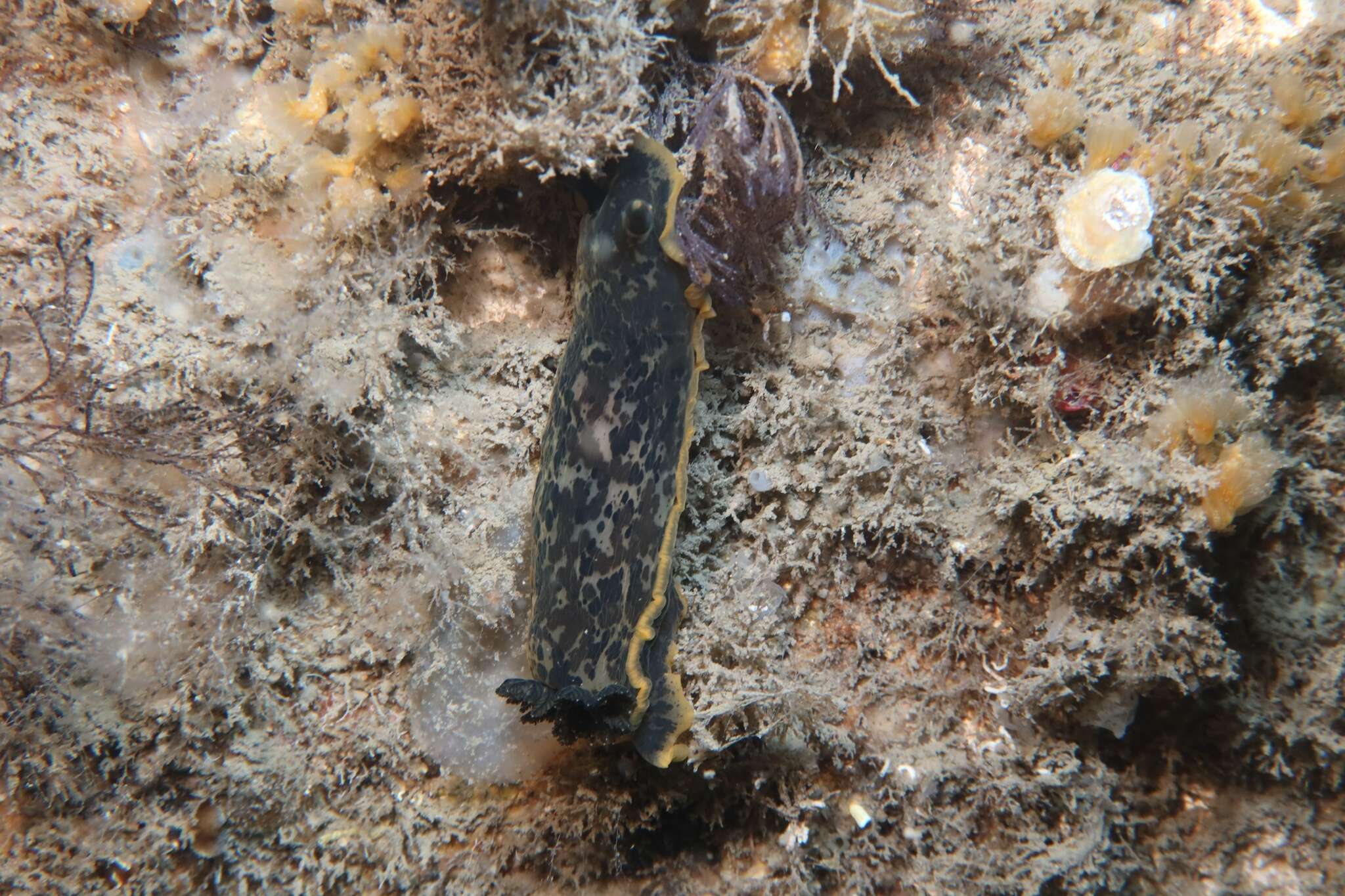 Image of Dendrodoris limbata (Cuvier 1804)