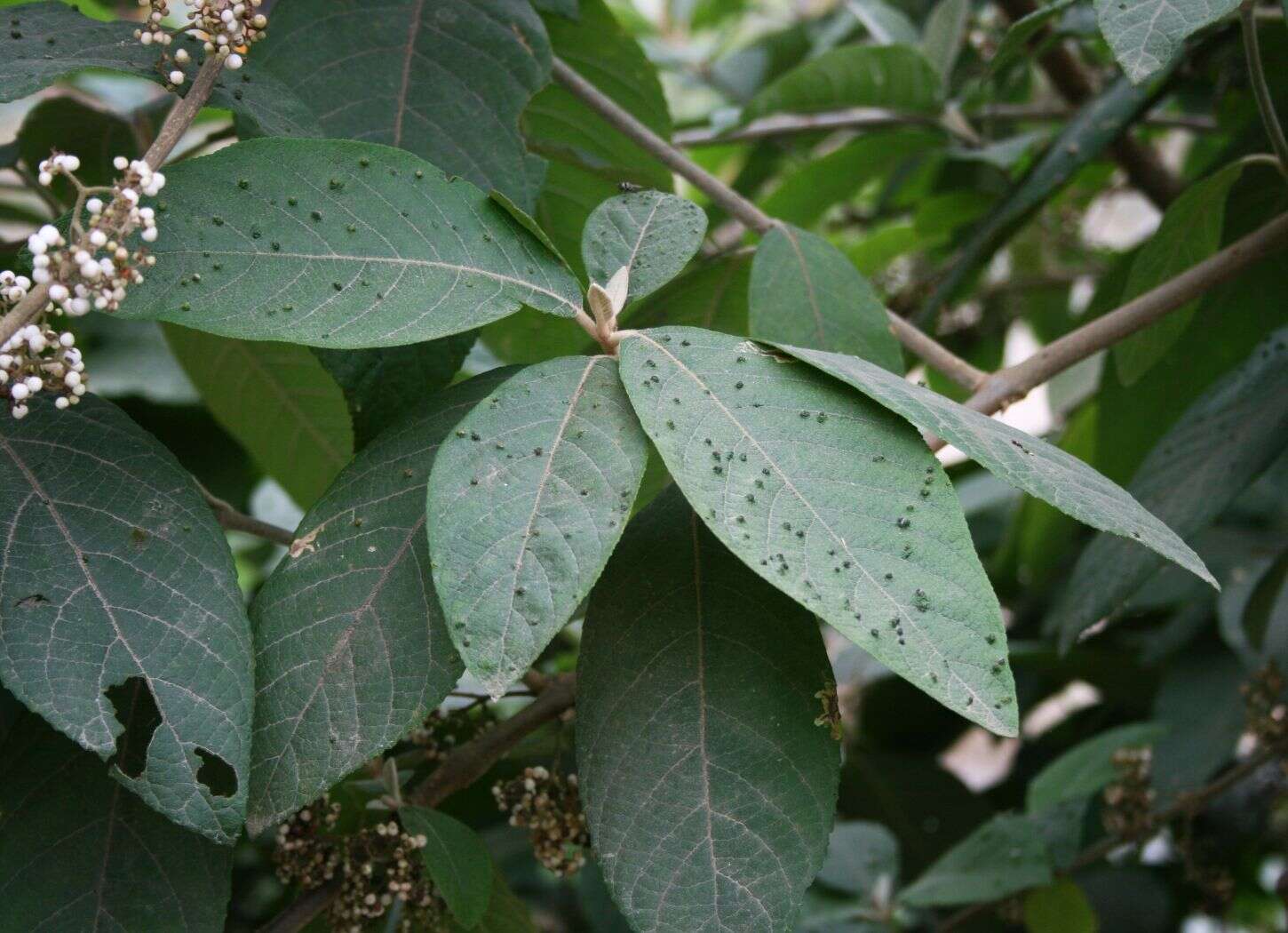 Image of Callicarpa macrophylla Vahl