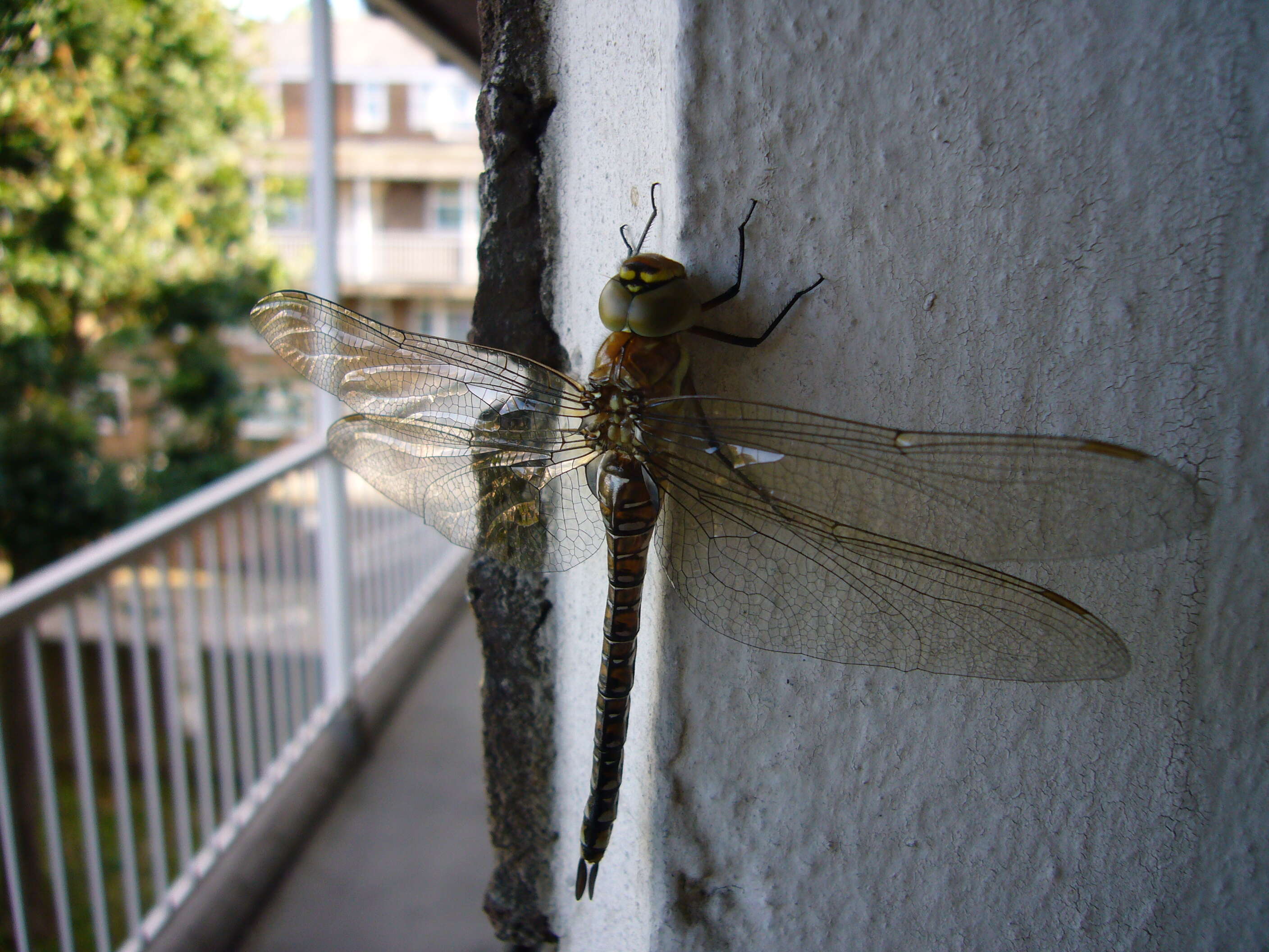 Image of Migrant Hawker