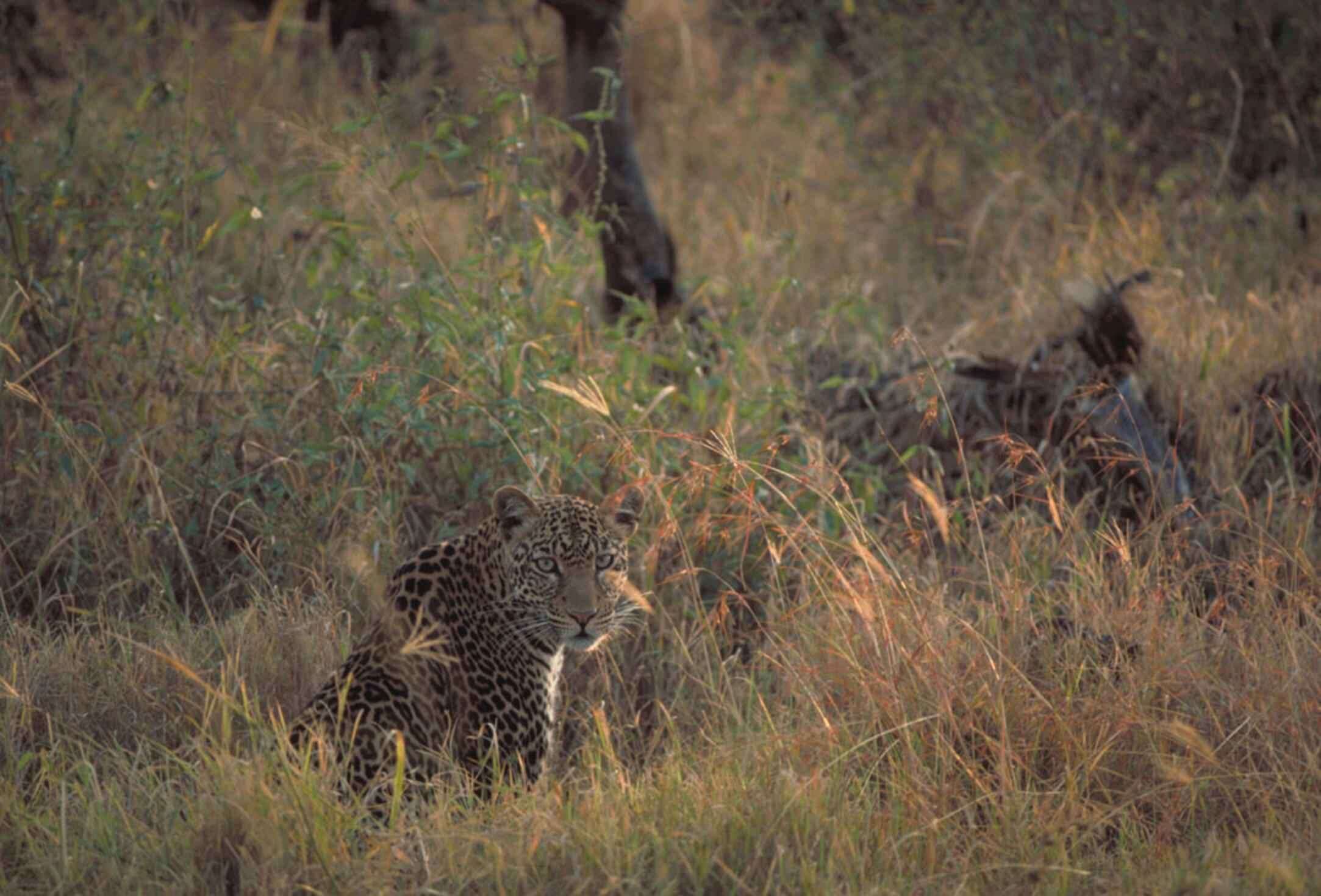 Image of African leopard