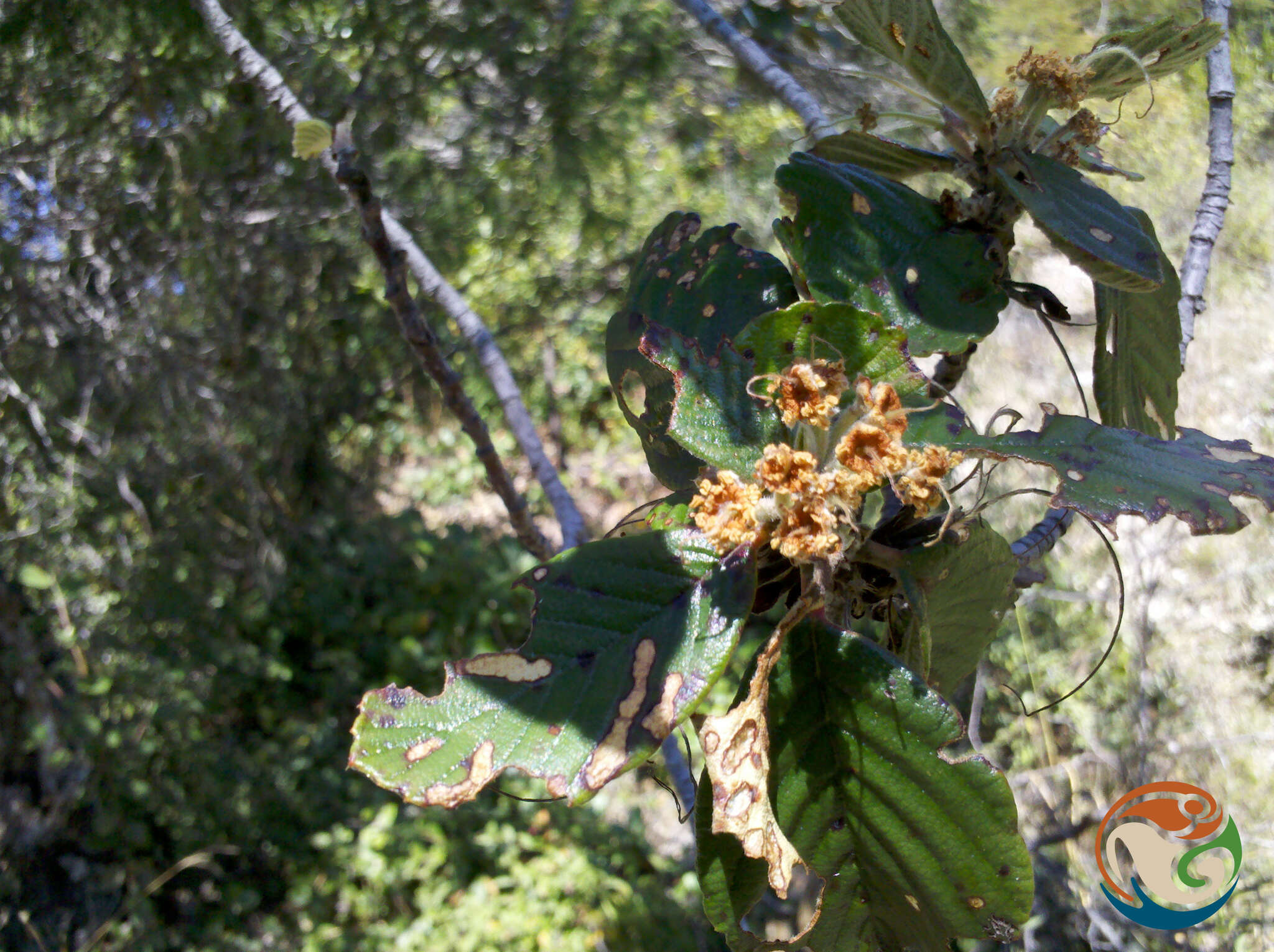 Image of Cercocarpus pringlei (C. K. Schneid.) Rydb.