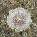 Image of rim lichen