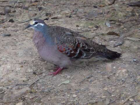 Image of Common Bronzewing