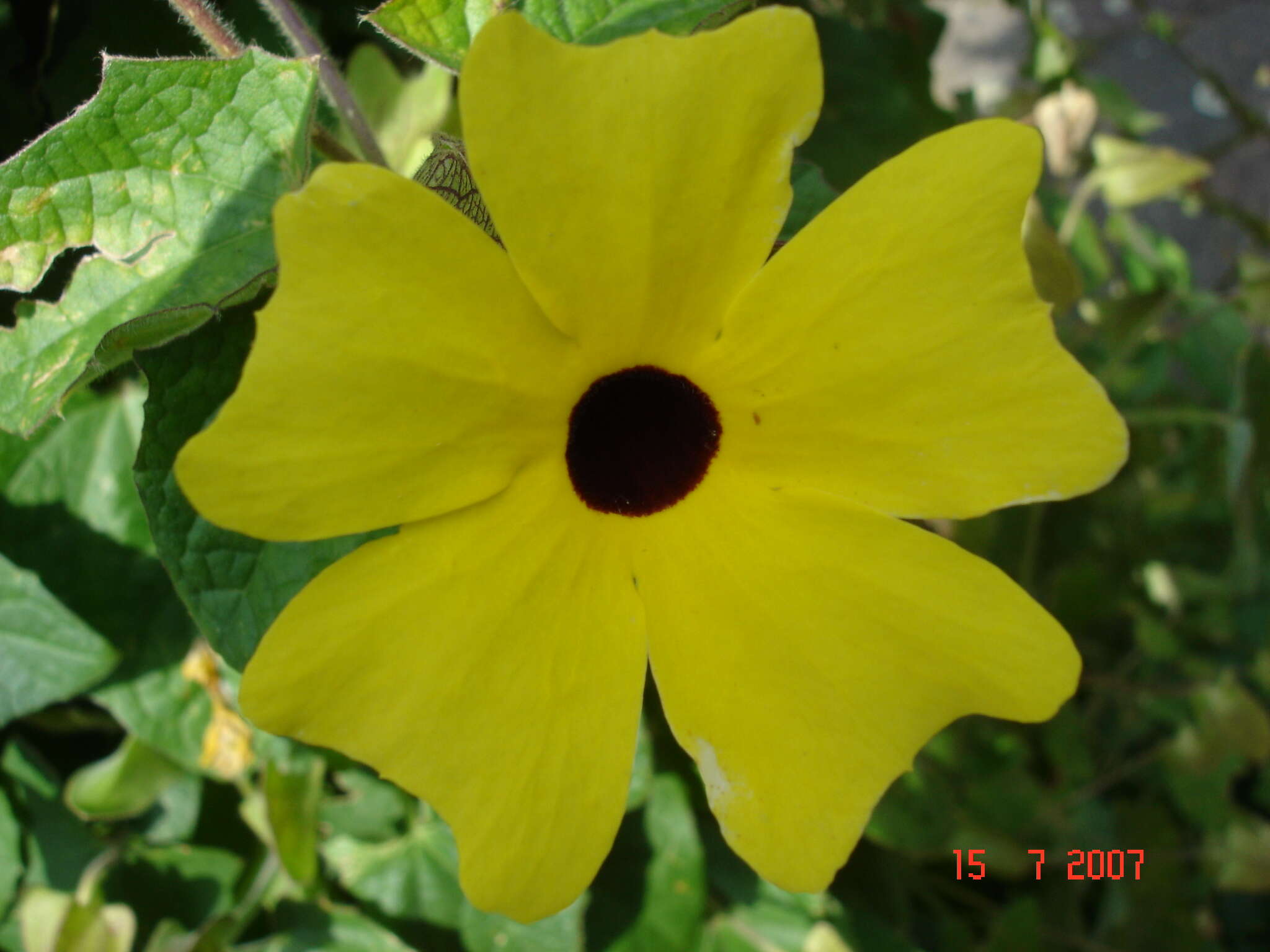 Image of blackeyed Susan vine