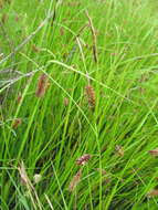 Sivun Carex pamirensis subsp. dichroa Malyschev kuva