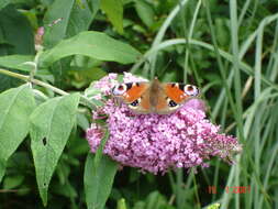 Image of butterfly-bush