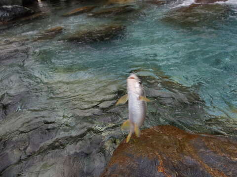 Image of Taiwan Shoveljaw Carp