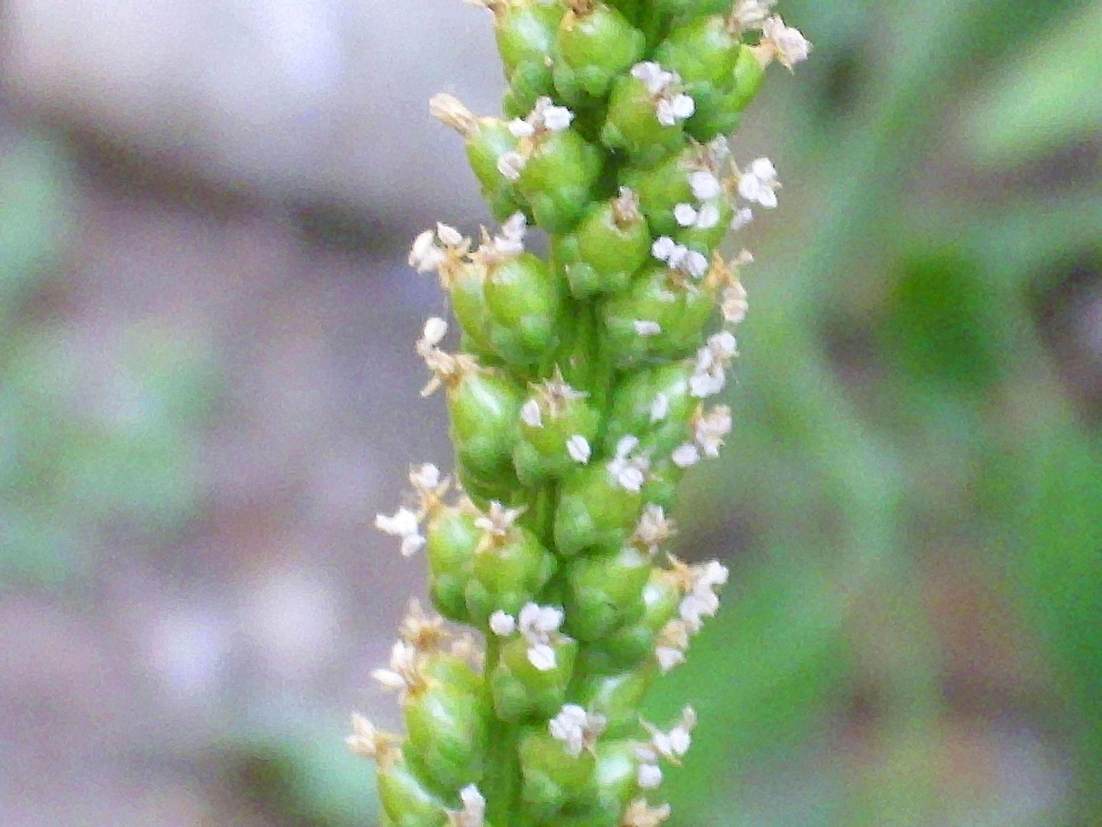 Image of Broadleaf Plantain