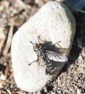 صورة Sarcophaga carnaria (Linnaeus 1758)