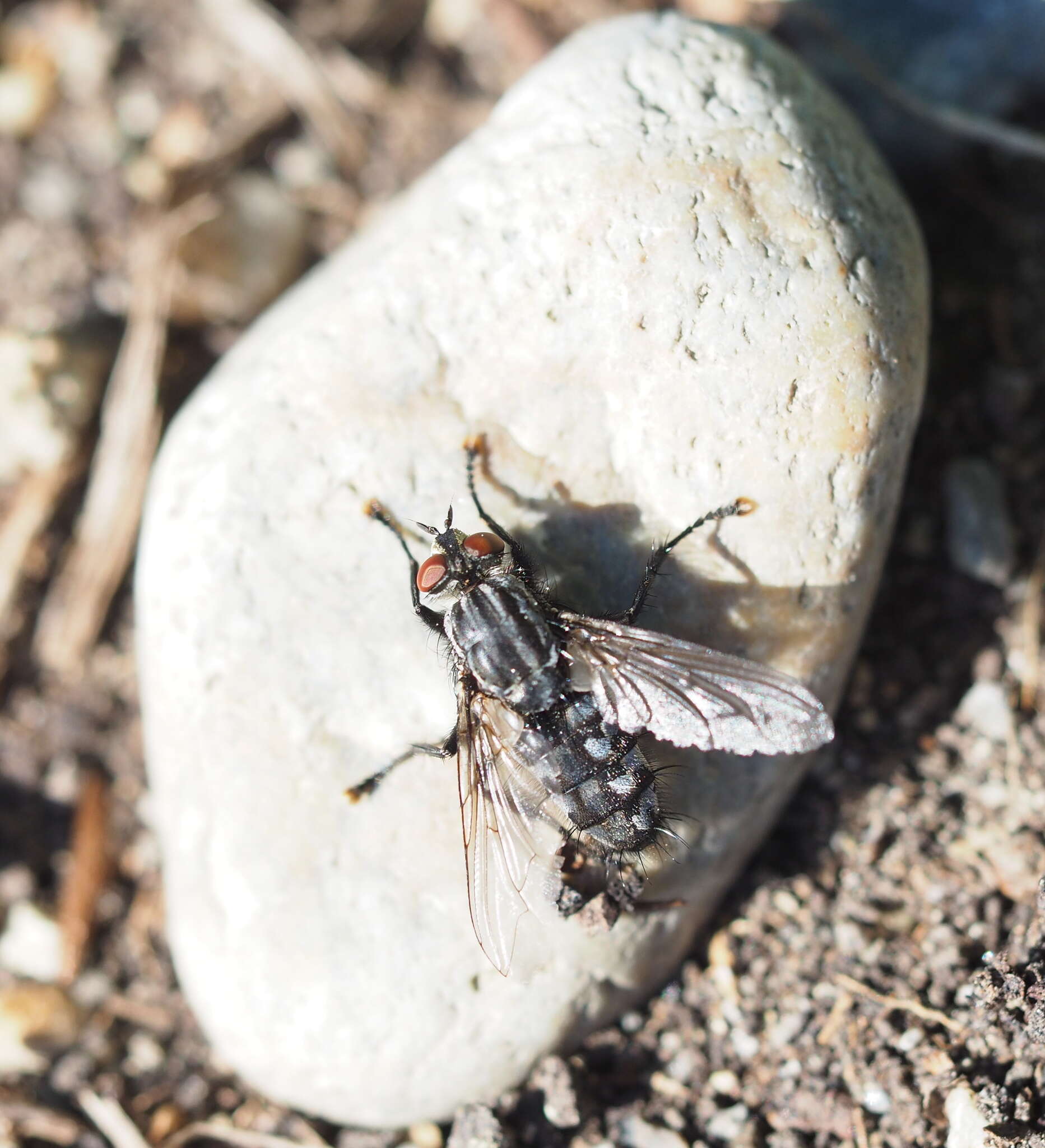 Image of Sarcophaga carnaria (Linnaeus 1758)