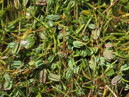 Image of Lachemilla diplophylla (Diels) Rothm.