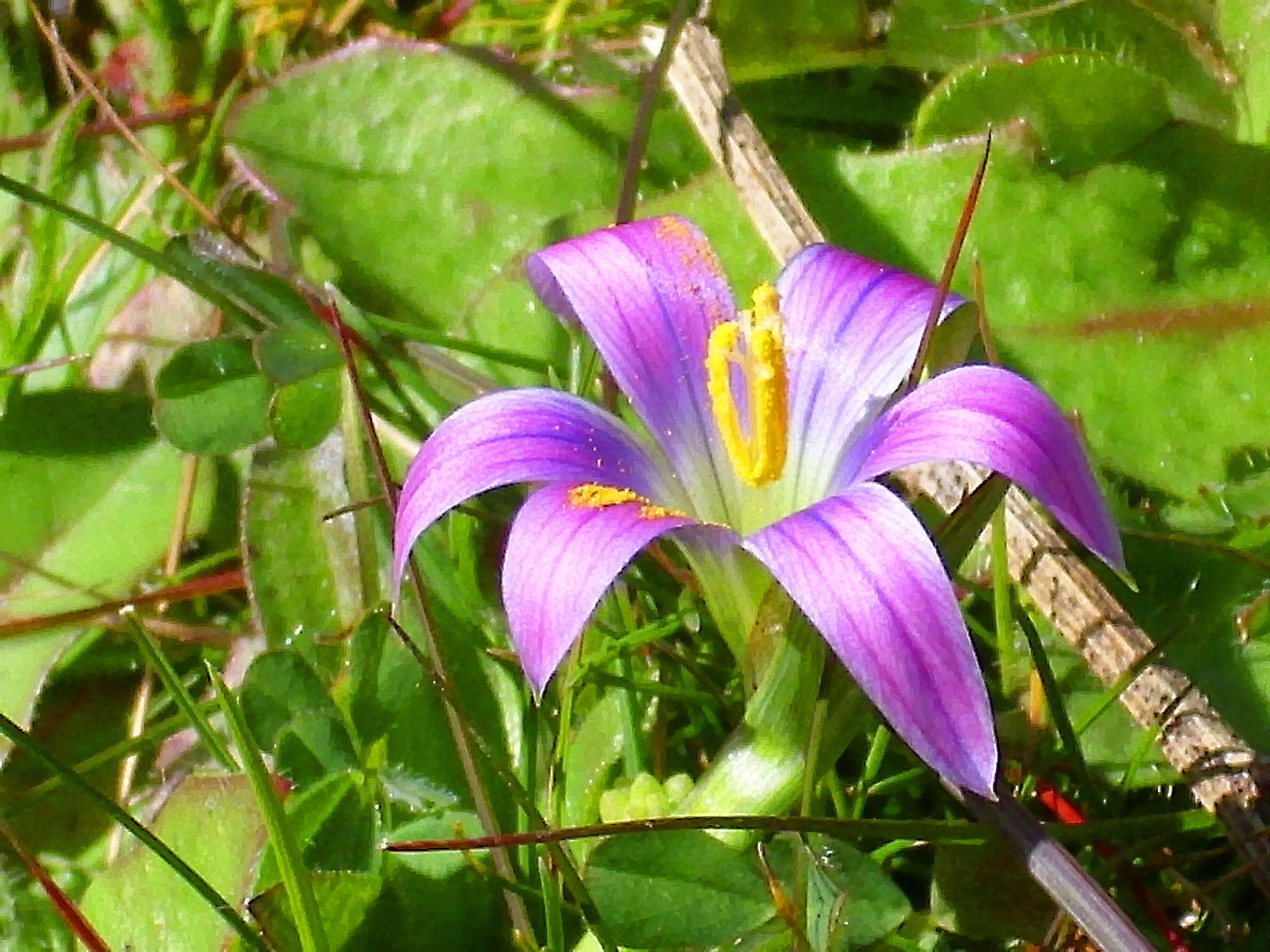 Image of crocus-leaved ROMULEA