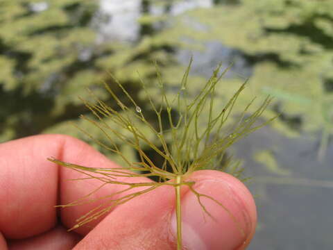 Imagem de Ceratophyllum submersum L.