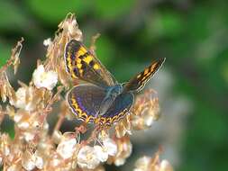 Image of Lycaena li (Oberthür 1886)