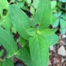 Imagem de Hypericum ascyron subsp. pyramidatum (Dryand. ex Ait.) N. Robson