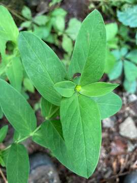 Image of Hypericum ascyron subsp. pyramidatum (Dryand. ex Ait.) N. Robson