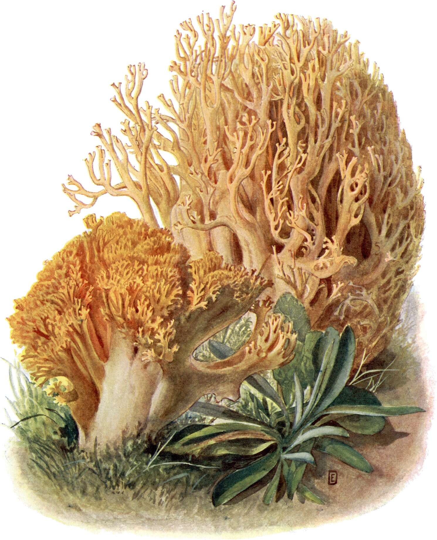Image of Ramaria flava (Schaeff.) Quél. 1888