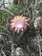 Image of Patent-leaf protea