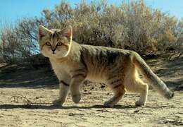 Image de Chat des sables