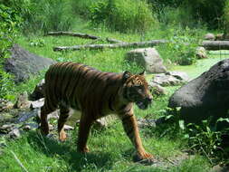 Image of Sumatran Tiger