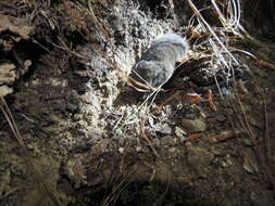 Image of Mexican vole