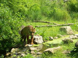 Image of Sumatran Tiger