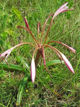 Imagem de Crinum stuhlmannii Baker