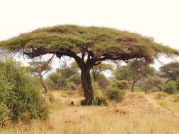 Imagem de Vachellia tortilis (Forssk.) Galasso & Banfi