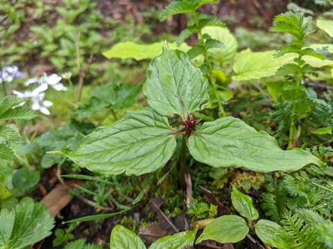 Imagem de Trillium govanianum Wall. ex D. Don