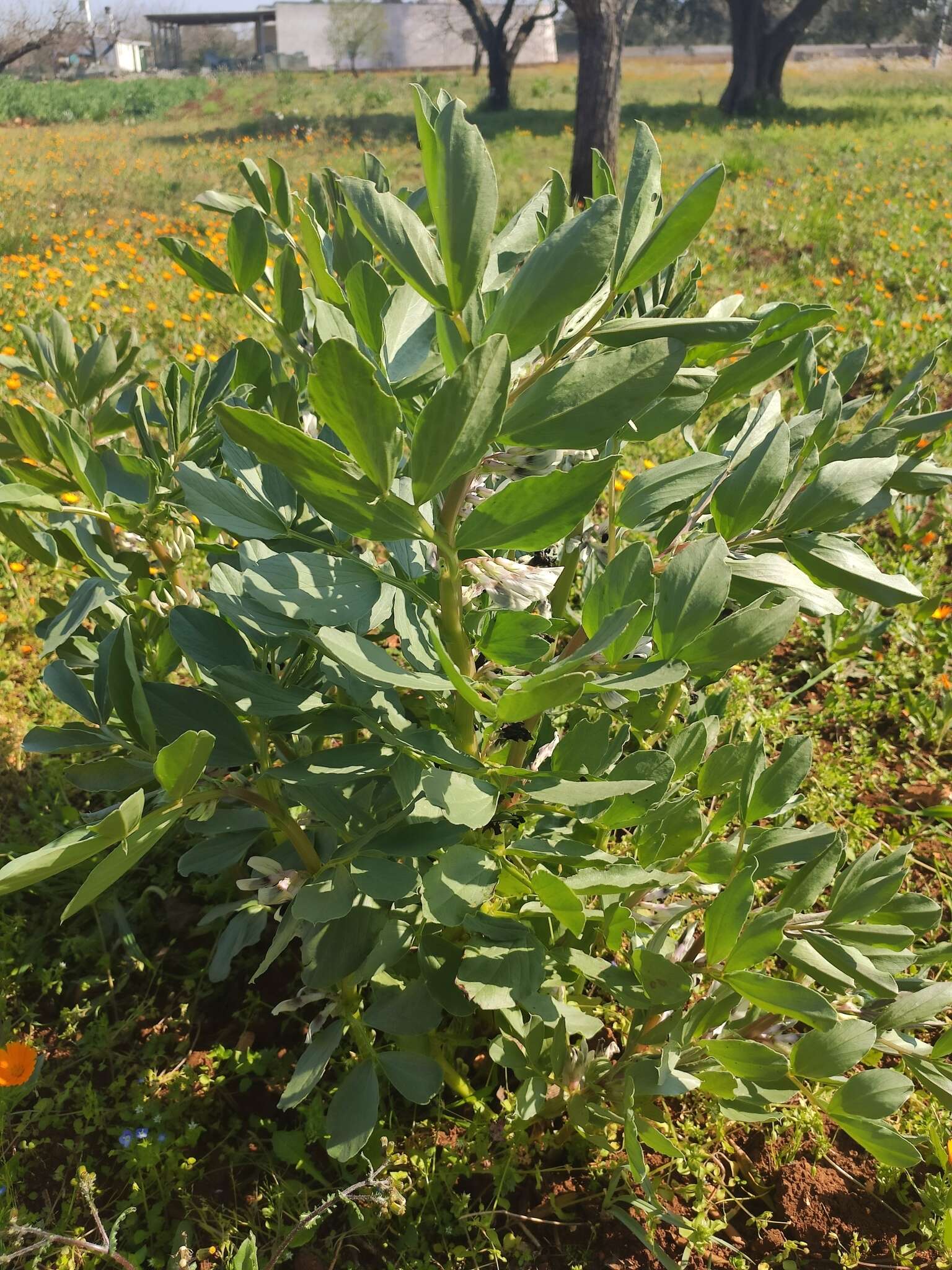 Image of Broad Bean