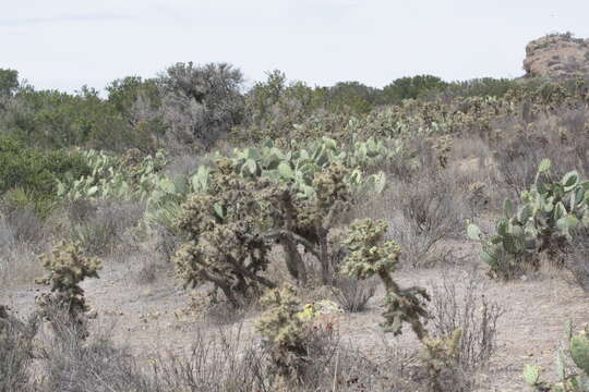 Image of coastal cholla