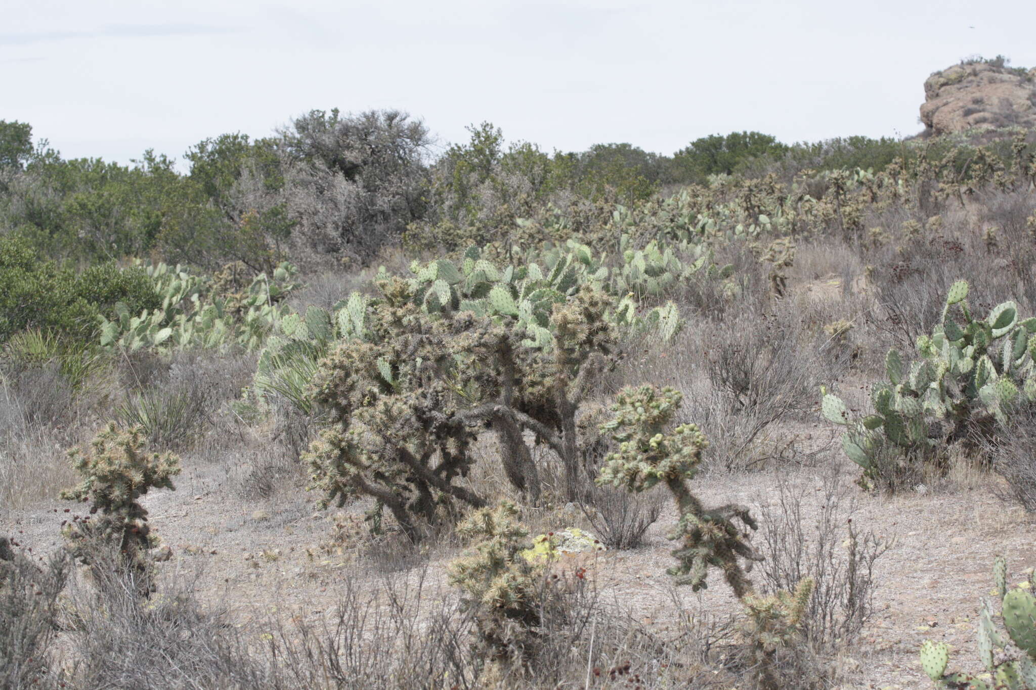 Image of coastal cholla